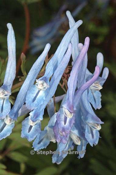 corydalis flexuosa 2 graphic